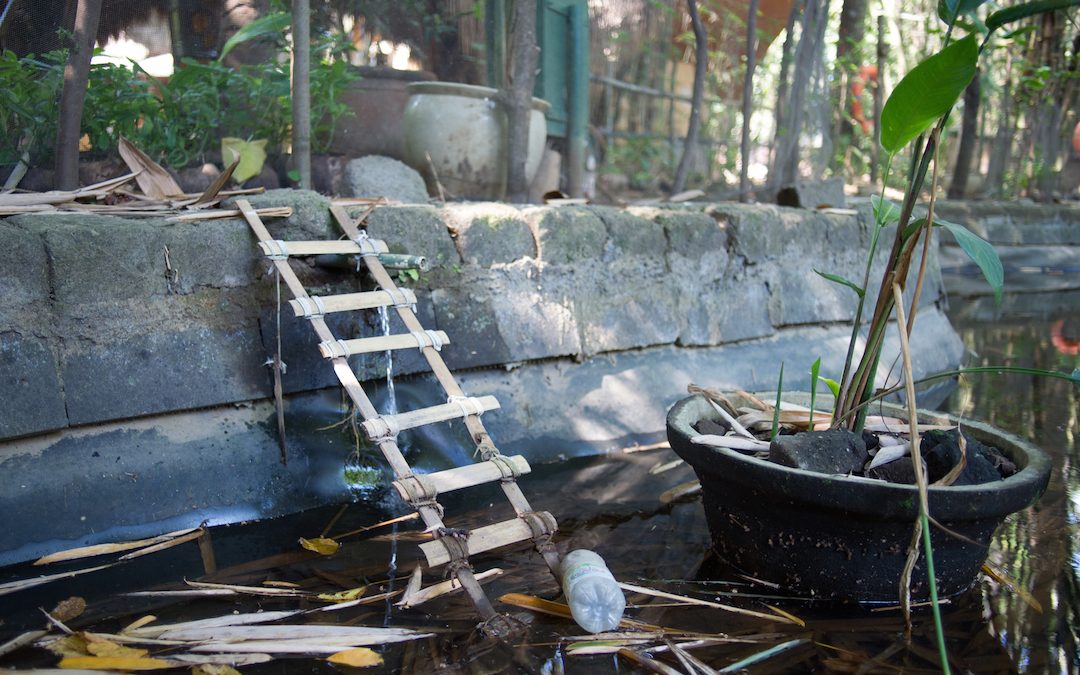 Bamboo to the Rescue … for Frogs