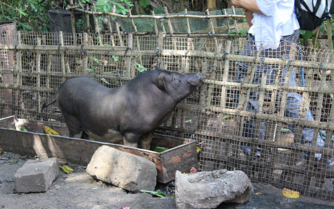 A pig’s life in Bali