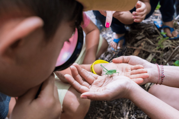 Cricket Brownies and Education for Sustainability