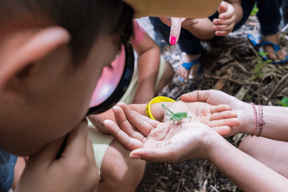 Middle School students learn about sustainable foods in their science class by studying crickets as an alternative protein source